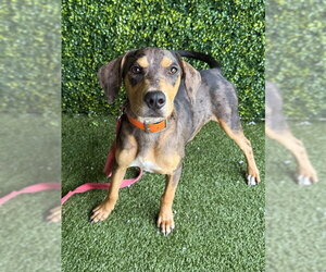 Catahoula Leopard Dog-Unknown Mix Dogs for adoption in Naples, FL, USA