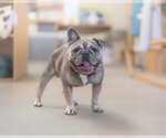 Small #4 French Bulldog