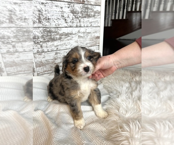 Medium Photo #1 Aussiedoodle Puppy For Sale in FREMONT, MI, USA
