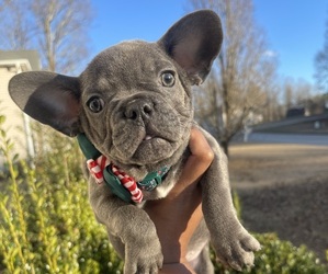 French Bulldog Puppy for sale in ATLANTA, GA, USA