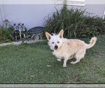 Small #3 Mutt