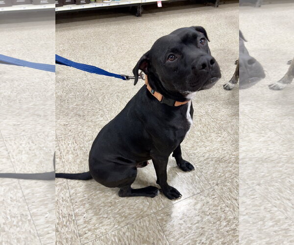 Medium Photo #7 American Staffordshire Terrier-Unknown Mix Puppy For Sale in Minneapolis, MN, USA