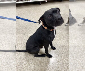 Midnight Lagoon - Male American Staffordshire Terrier-Unknown Mix Dog for Adoption - Photo #7