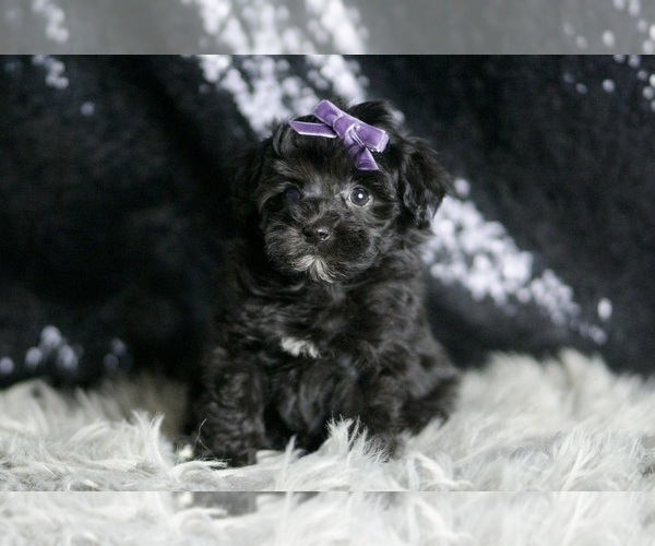 Medium Photo #3 Maltipoo Puppy For Sale in WARSAW, IN, USA