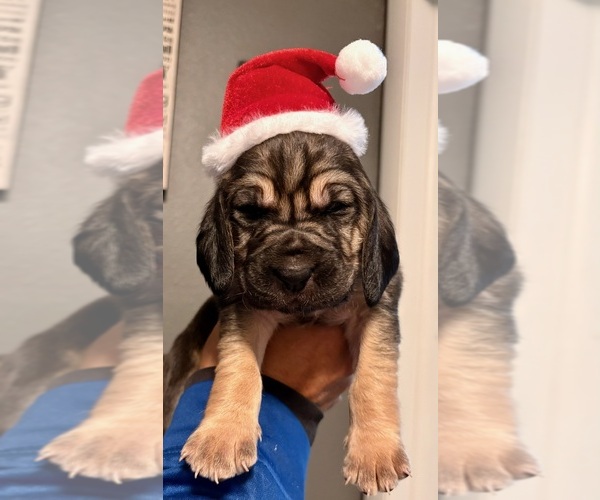 Medium Photo #9 Bloodhound Puppy For Sale in LITTLETON, CO, USA