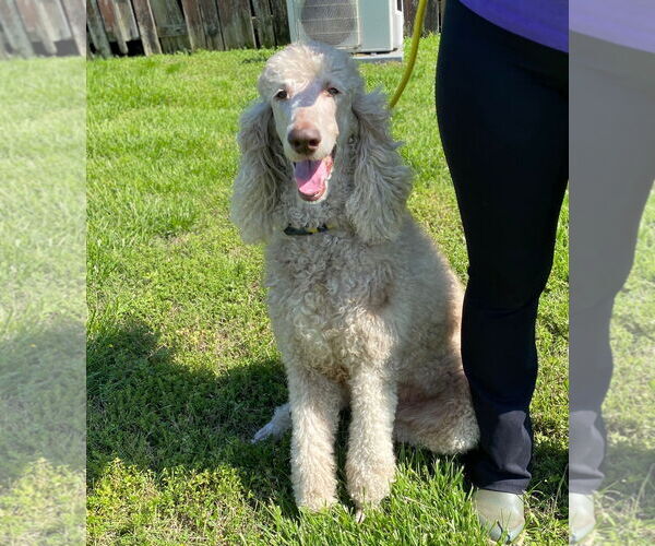Medium Photo #2 Poodle (Standard) Puppy For Sale in Pacolet, SC, USA