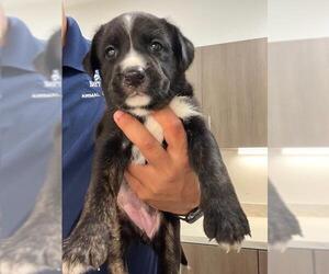 German Shepherd Dog-Plott Hound Mix Dogs for adoption in Baytown, TX, USA