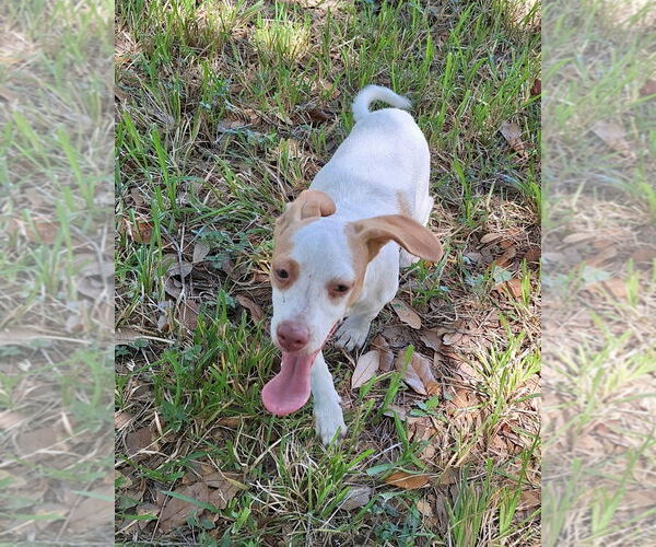 Medium Photo #1 Dachshund-Unknown Mix Puppy For Sale in Missouri City, TX, USA