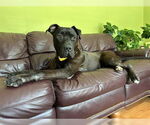 Small #1 American Pit Bull Terrier Mix