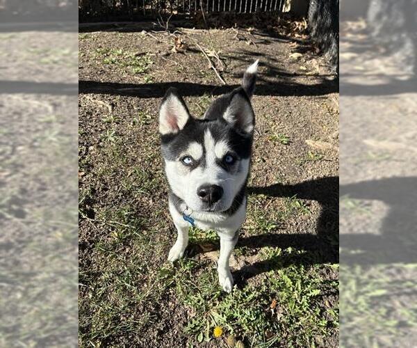 Medium Photo #1 Siberian Husky Puppy For Sale in Riverside, CA, USA