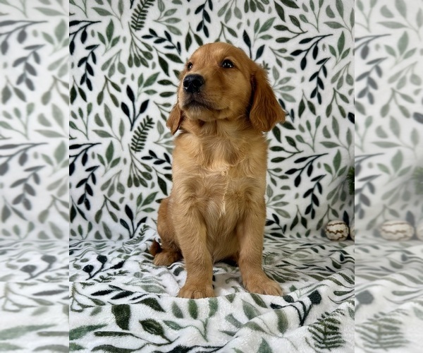 Medium Photo #3 Golden Retriever Puppy For Sale in GREENFIELD, IN, USA