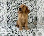 Small #2 Golden Retriever