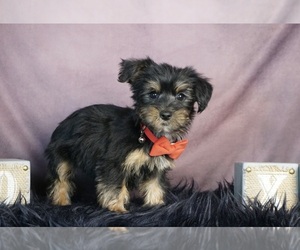 YorkiePoo Puppy for sale in WARSAW, IN, USA
