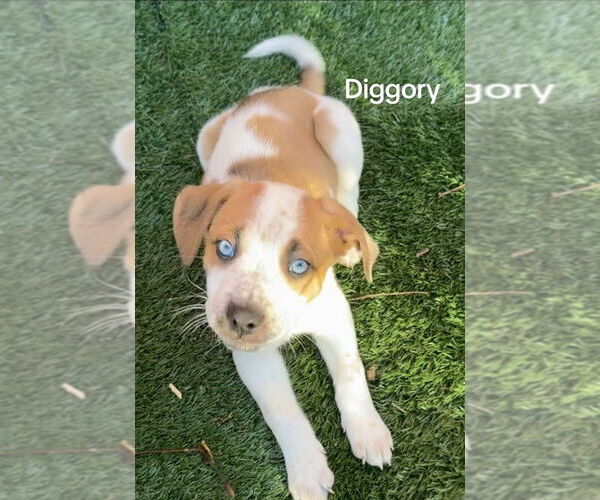 Medium Photo #1 Siberian Husky-Unknown Mix Puppy For Sale in Springdale, PA, USA