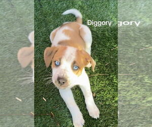 Siberian Husky-Unknown Mix Dogs for adoption in Springdale, PA, USA