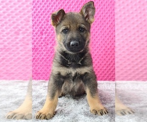 German Shepherd Dog Puppy for sale in WARREN, MA, USA