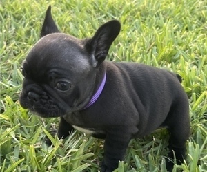 French Bulldog Puppy for Sale in LAKELAND, Florida USA