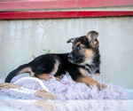 Small #1 German Shepherd Dog
