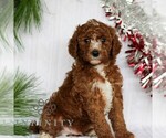 Small #2 Goldendoodle (Miniature)