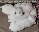 Small Photo #19 West Highland White Terrier Puppy For Sale in PHOENIX, AZ, USA