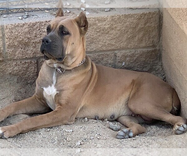 Medium Photo #1 Cane Corso Puppy For Sale in LITTLEROCK, CA, USA