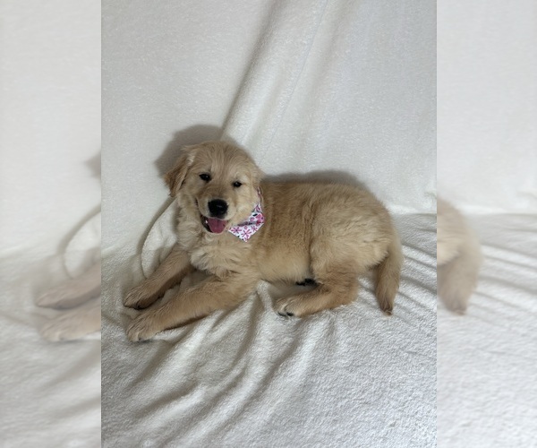 Medium Photo #2 English Cream Golden Retriever Puppy For Sale in GREENFIELD, IN, USA