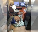 Small #1 American Pit Bull Terrier Mix