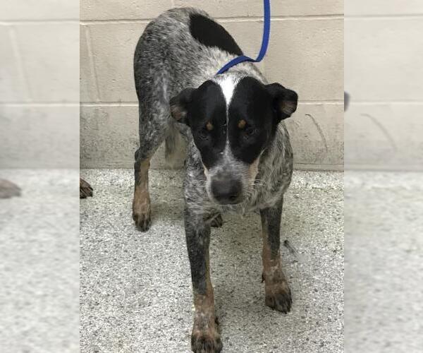 Medium Photo #1 Mutt Puppy For Sale in Conroe, TX, USA