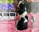 Small #5 Cavalier King Charles Spaniel
