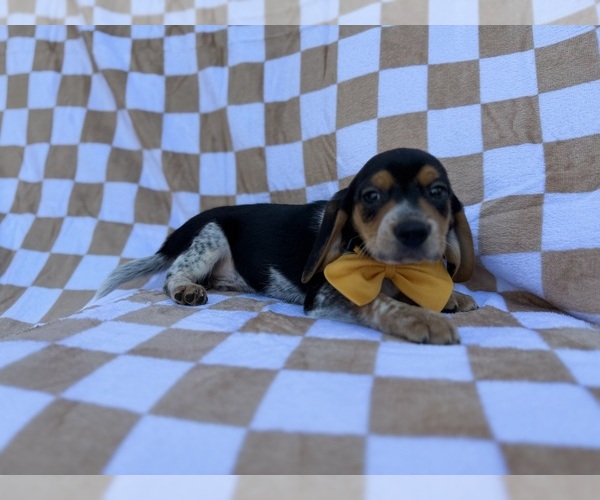 Medium Photo #8 Beagle Puppy For Sale in LAKELAND, FL, USA