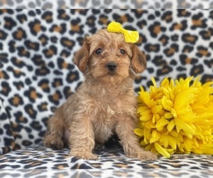 Poodle (Miniature)-Shorkie Tzu Mix Puppy for sale in LAKELAND, FL, USA
