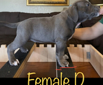 Small Photo #12 American Bully Puppy For Sale in JOPLIN, MO, USA
