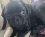 Small #6 Pug