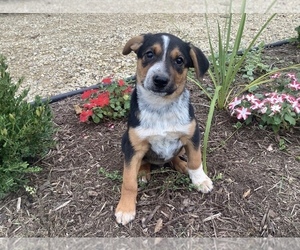 Australian Cattle Dog-Mountain Cur Mix Puppy for sale in HILLSBORO, WI, USA