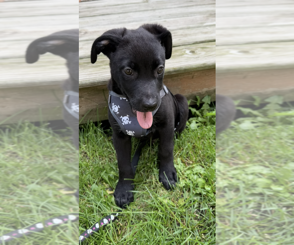 Medium Photo #1 Labrador Retriever-Unknown Mix Puppy For Sale in Plainfield, IL, USA