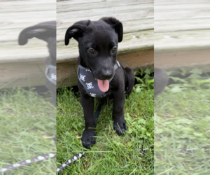 Labrador Retriever-Unknown Mix Dogs for adoption in Plainfield, IL, USA