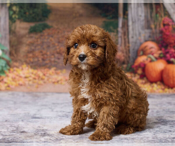 Medium Photo #5 Cavapoo (Miniature) Puppy For Sale in DUNDEE, OH, USA