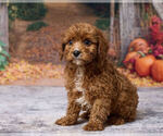 Larry - Male Cavapoo (Miniature) Puppy for Sale - Photo #5
