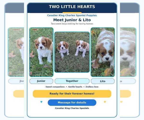 Medium Photo #1 Cavalier King Charles Spaniel Puppy For Sale in GLEN BURNIE, MD, USA