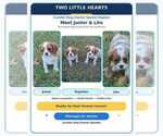 Junior Lito - Male Cavalier King Charles Spaniel Puppy for Sale - Small photo