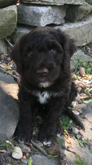 Portuguese Water Dog Puppy for sale in BUFFALO, NY, USA