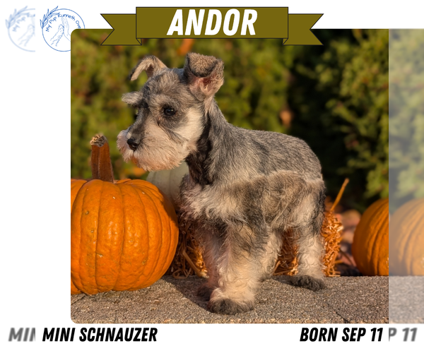 Medium Photo #25 Schnauzer (Miniature) Puppy For Sale in GOSHEN, IN, USA