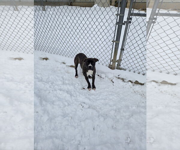 Medium Photo #2 Boxer-Unknown Mix Puppy For Sale in Maquoketa, IA, USA