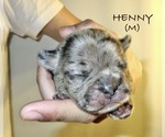 Puppy Henny French Bulldog