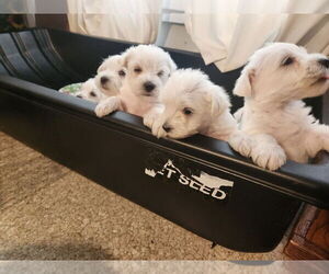 Mauzer Litter for sale in DACULA, GA, USA