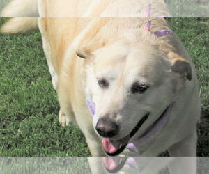 Suzy - Female Labrador Retriever-Retriever  Mix Dog for Adoption - Photo #4