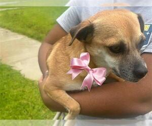 Chihuahua Dogs for adoption in Houston, TX, USA