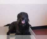 Small Labrador Retriever Mix