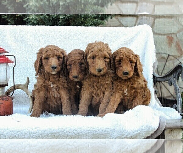 Medium Photo #2 Poodle (Standard) Puppy For Sale in EAST EARL, PA, USA