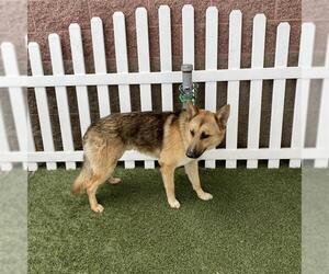German Shepherd Dog Dogs for adoption in Modesto, CA, USA
